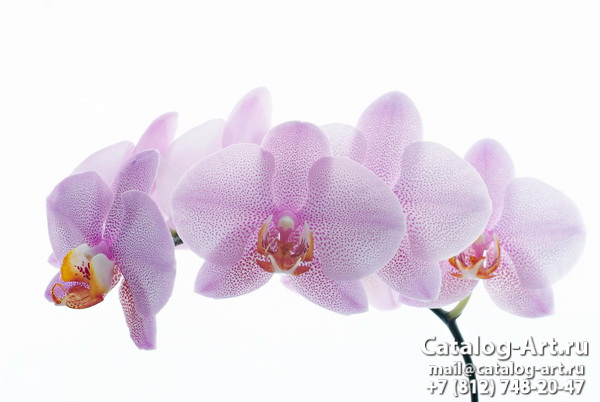 Pink orchids 32